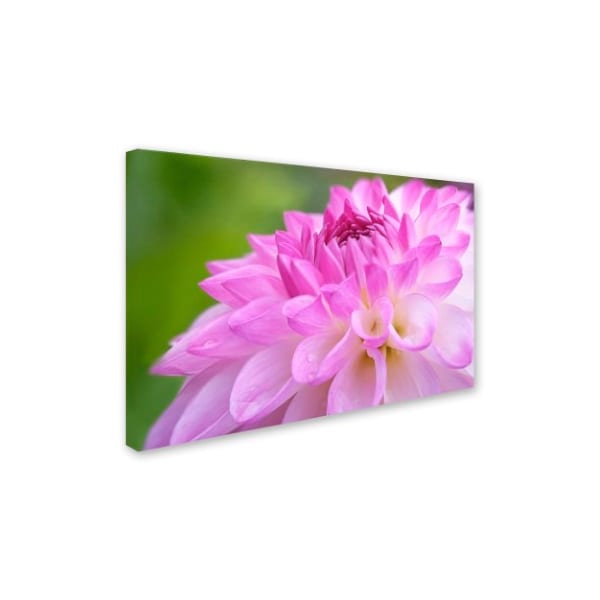 Cora Niele 'Cerise Pink Dahlia' Canvas Art,22x32